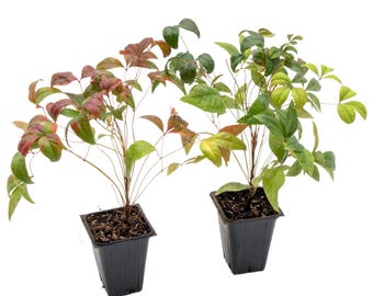 Fire Power Heavenly Bamboo (Nandina domestica 'Firepower') | Compact Ornamental Evergreen Shrub With Mounding Red-Orange Foliage for Hedges