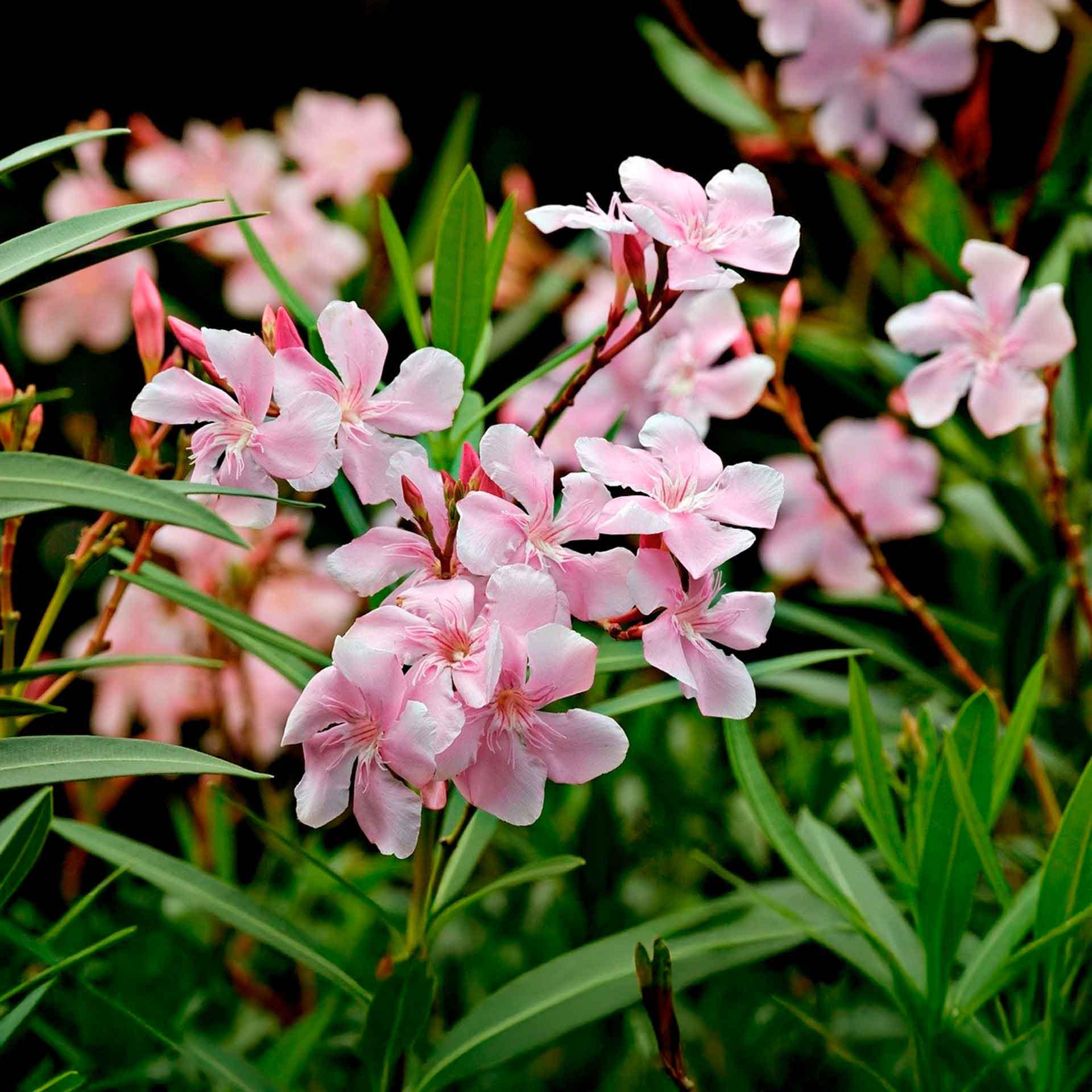 Petite Pink Oleander (nerium Oleander 'petite Pink') Dwarf Evergreen ...