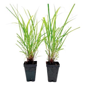 May include: Two potted plants with long, slender, bright green leaves. The plants have a grass-like appearance and are contained in square, black plastic pots. The stems have a reddish-brown hue. The background is plain white.