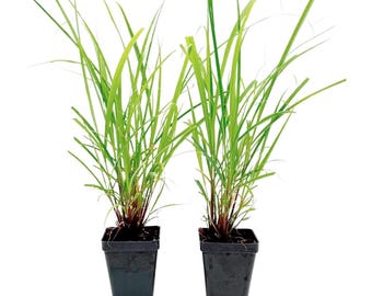 2 West Indian Lemongrass Plants (Cymbopogon Citratus) in 2.5&quot; Nursery Cubes | Insect-Repelling Live Herb with Citrus Scent | Ready to Plant