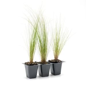 May include: Three young ornamental grass plants in individual black plastic pots. The plants have long, thin, green blades and are set against a white background. The pots are connected in a tray, ready for planting in a garden or landscape.
