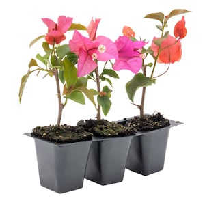 Temple Fire Bougainvillea | Heavy-Blooming Vigorous Evergreen Vine with Bright Fuchsia-Pink Bracts, Tropical Climber for Trellises & Pots
