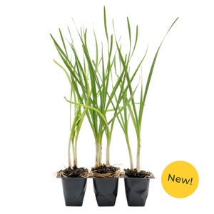 Society Garlic in 2.5” Nursery Cubes (Tulbaghia violacea) | Long-Blooming Ornamental Herb with Edible Flowers | Live Starter Plants
