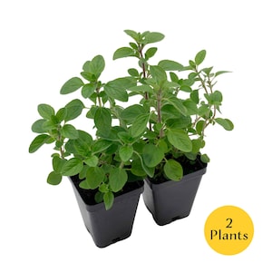Common Oregano (Origanum vulgare) | Classic Culinary Herb Plant with Strong Aromatic Flavor | Perfect for Sauces, Seasoning, Gardens & Pots 2 Plants
