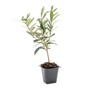 Dwarf Fruitless Olive Tree – Compact Evergreen Fruitless Shrub for Hedges, Borders & Pots – (Olea europaea ‘Little Ollie’) in 2.5″ Cubes