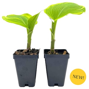 May include: Two potted hosta plants with vibrant green and yellow variegated leaves. The plants are in black square pots, and the leaves have prominent veining. A yellow circle with the word "NEW!" is in the lower right corner.
