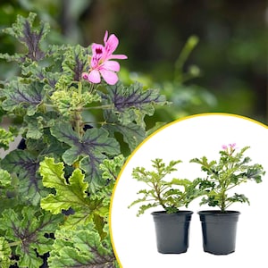 2 Variegated Citronella Plants in 4" Pots | Fragrant Citronella Geranium (Pelargonium crispum) with Strong Lemon-Pine Aroma & Pink Blooms