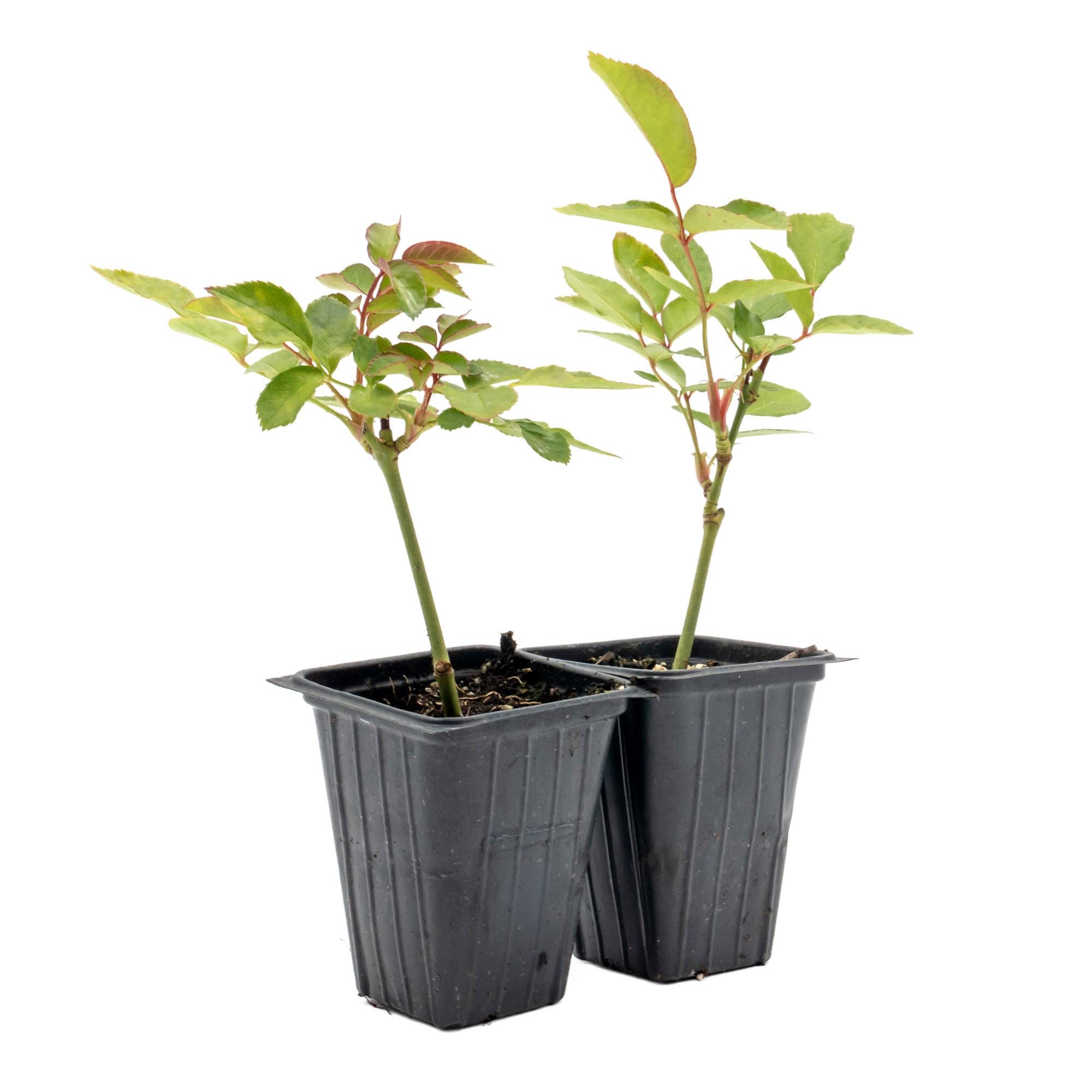 Rosa ‘Iceberg’ Live Plants, Rosa ‘Korbin’, Thriving in 2.5” Nursery Cubes