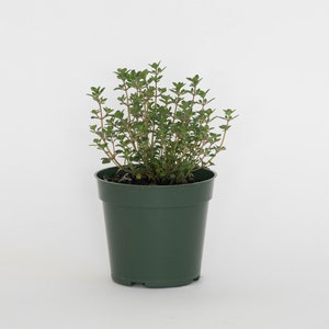 Lemon Thyme, Thymus Citriodorus, Fully Rooted, Growing Inside a Premium 4" Nursery Pot