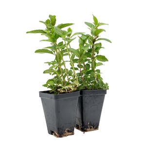Chocolate Mint | Live Plants in 2.5-inch Nursery Cubes | Mentha x piperita f. citrata Chocolate | Easy-Care Fragrant Flavorful Minty Herb