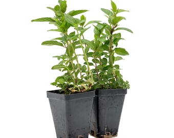 Chocolate Mint (Mentha piperita citrata Chocolate) Cocoa-Scented Herb with Smooth Mint Flavor, Aromatic Culinary Plant for Gardens & Cooking