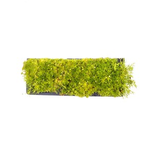 May include: A rectangular, dark-colored planter box filled with vibrant green moss. The moss has a dense, textured appearance with small, white flower buds scattered throughout. The planter is set against a clean white background, highlighting the natural colors.