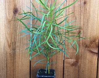 Fern Pine Tree Starter Plant