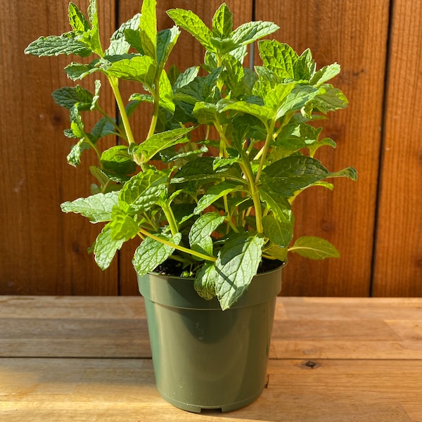 Mint Plant, Spearmint, 4" Nursery Pot, Fragrant and Flavorful Herb