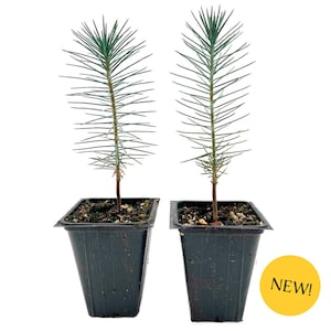 May include: Two young pine trees in black square pots. The trees have long, thin needles and a slender trunk. The pots are filled with soil and small rocks. A yellow circle with the word "NEW!" is in the lower right corner.