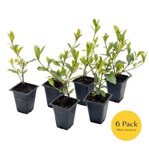 May include: Six small black pots with green plants growing in them. The plants are white gardenias. The pots are arranged in a row on a white background. The text "6 Pack White Gardenia" is on a yellow circle in the lower right corner of the image.