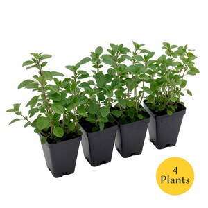 Common Oregano (Origanum vulgare) | Classic Culinary Herb Plant with Strong Aromatic Flavor | Perfect for Sauces, Seasoning, Gardens & Pots 4 Plants