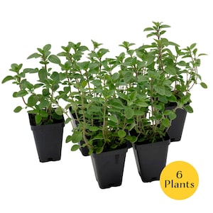 Common Oregano (Origanum vulgare) | Classic Culinary Herb Plant with Strong Aromatic Flavor | Perfect for Sauces, Seasoning, Gardens & Pots 6 Plants