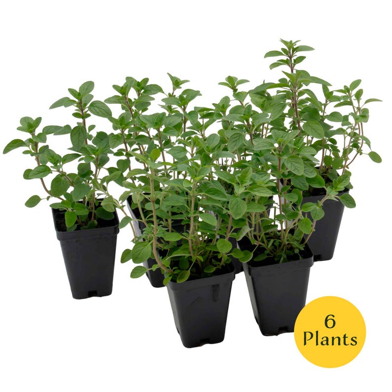 Common Oregano (Origanum vulgare) | Classic Culinary Herb Plant with Strong Aromatic Flavor | Perfect for Sauces, Seasoning, Gardens & Pots 6 Plants