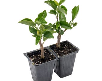 Diamond Hibiscus | Live Plants in 2.5 Inch Nursery Cubes | Hibiscus rosa-sinensis &#39;Diamond Head&#39; | Tropical Double-Blossomed Pink Blooms