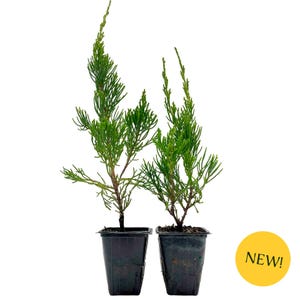 May include: Two small evergreen plants in black plastic pots. The plants have vibrant green, needle-like foliage. A yellow circle with the word "NEW!" is in the lower right corner. The background is white.