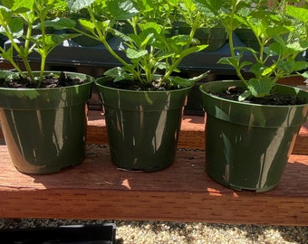 3 Lemon Balm, Melissa Officinalis, Live Plant, Fully Rooted, Hardened Off growing in 4" Premium Nursery Pots, Fragrant