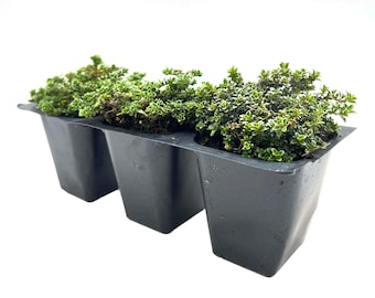 Elfin Thyme (Thymus serpyllum 'Elfin') | Compact Groundcover Herb with Low-Growing Spreading Habit, Ornamental Plant for Gardens & Pathways
