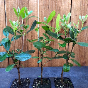 3 Pineapple Guava, Feijoa Sellowiana,  Thriving in 2.5" Nursery Cubes