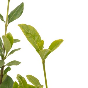 May include: Close-up of a green plant with new growth. The plant has several leaves and stems. The background is white.
