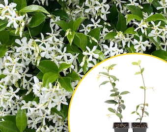 May include: Close-up of a lush jasmine plant with vibrant green leaves and clusters of small, white, star-shaped flowers. Two young jasmine plants in black pots are also shown, ready for planting. The image showcases the plant's dense foliage and delicate blooms.
