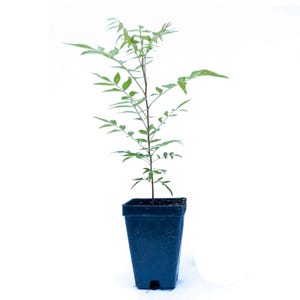 Chinese Pistache Tree | Live Saplings in 2.5-inch Nursery Cubes | Pistacia Chinensis Variety | Drought-Tolerant Deciduous Shade Canopy