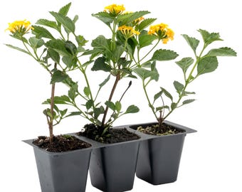 New Gold Lantana (Lantana camara 'New Gold') | Mounding Shrub Habit with Golden Yellow Blooms | Pollinator-Friendly Plant for Landscapes
