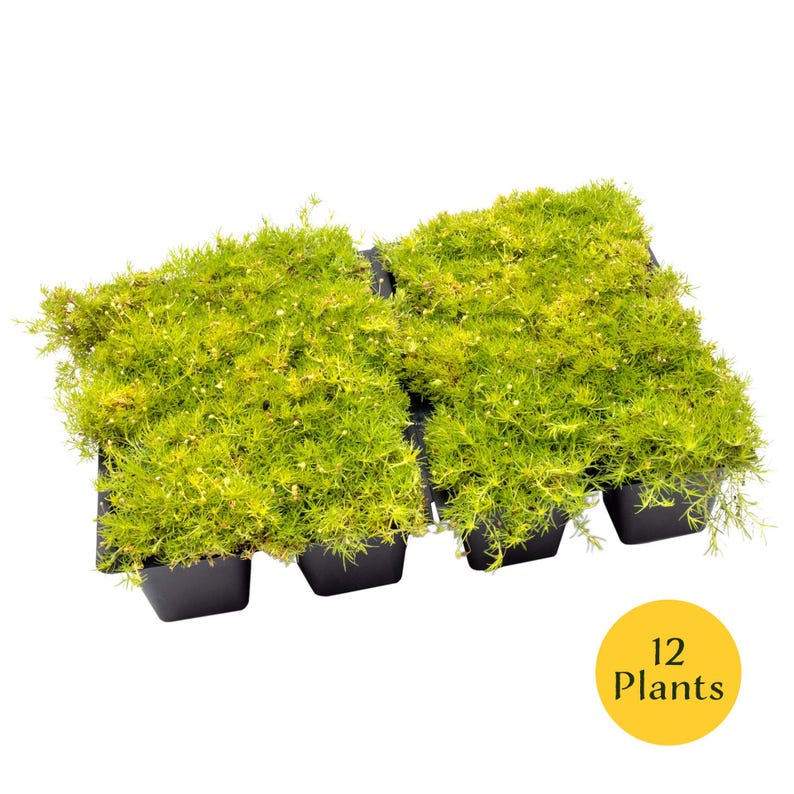 May include: A collection of 12 plants in individual black containers. The plants are a vibrant green with small white flowers. The plants are arranged in a tray, ready for planting. A yellow circle with the text "12 Plants" is in the bottom right corner.