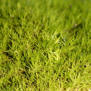 May include: Close-up of vibrant green moss, showcasing a dense, textured surface. The image highlights the intricate details of the plant's small, needle-like leaves, creating a lush, natural appearance. The overall effect is a vivid display of nature's intricate design.