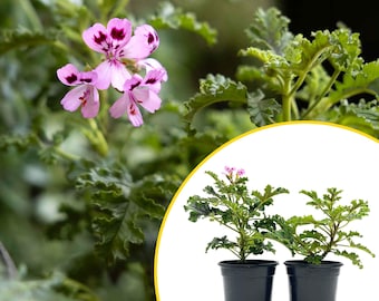 2 Variegated Mosquito Plants in 4" Pots | Fragrant Citronella Geranium (Pelargonium crispum) with Strong Lemon-Pine Aroma & Pink Blooms