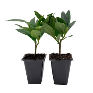 Japanese Blueberry, Live Plants (Elaeocarpus Decipiens) – Evergreen Privacy Screens, Thriving in 2.5&quot; Nursery Cubes
