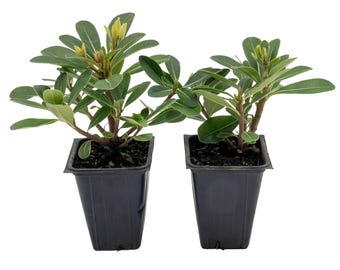 Wheeler’s Dwarf Shrubs | Live Plants in 2.5-inch Nursery Cubes | Pittosporum Tobira Variety | Drought-Tolerant Evergreen |  Compact Hedges