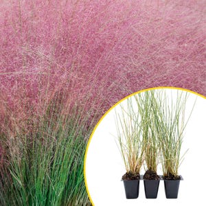 May include: A cluster of three black plastic starter pots containing green grass seedlings, positioned next to a large, soft-focus background of vibrant pink, feathery plumes of Muhlenbergia capillaris, also known as pink muhly grass.