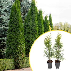 May include: A row of tall, vibrant green evergreen trees with a conical shape, set against a backdrop of other greenery and a cloudy sky. Two small potted evergreen plants are in the foreground, showcasing the plant's foliage.