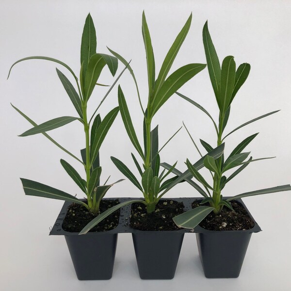 Nerium Red Oleander, 3 Live Plants, Jannoch Oleander, Thriving in 2.5" Nursery Cubes