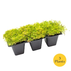 May include: A rectangular black plastic tray containing three individual plant cells, each filled with vibrant green moss. A yellow circle with the text "3 Plants" is in the lower right corner. The moss has a dense, textured appearance.