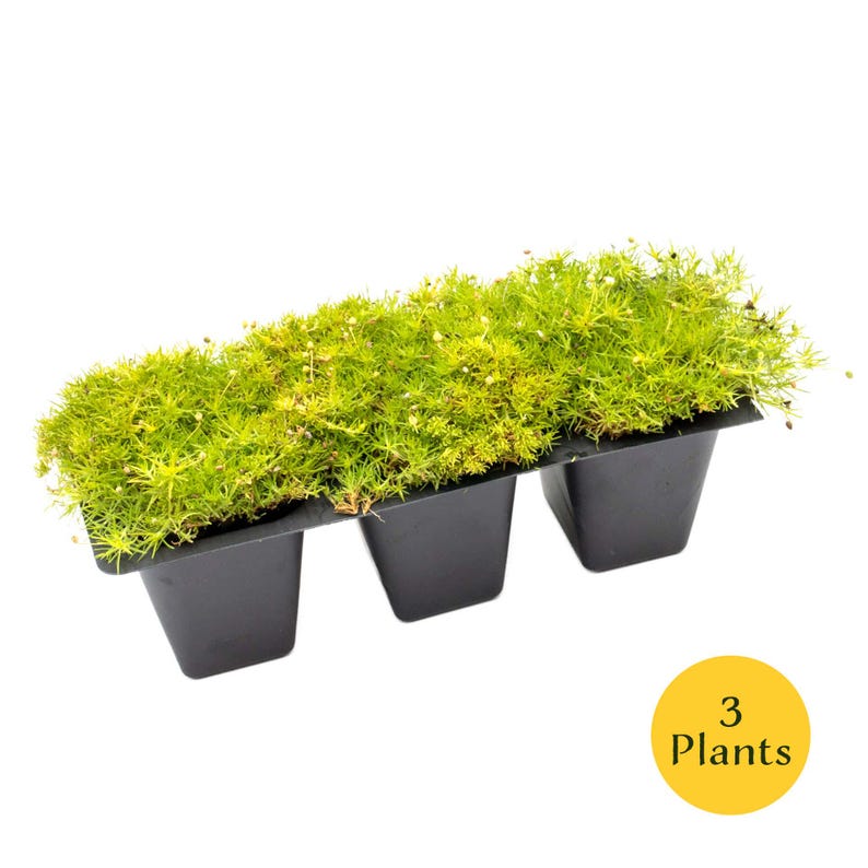 May include: A rectangular black plastic tray containing three individual plant cells, each filled with vibrant green moss. A yellow circle with the text "3 Plants" is in the lower right corner. The moss has a dense, textured appearance.