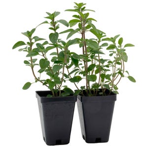 Common Oregano (Origanum vulgare) | Classic Culinary Herb Plant with Strong Aromatic Flavor | Perfect for Sauces, Seasoning, Gardens & Pots