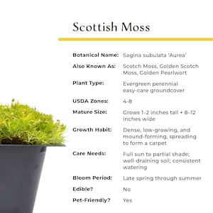 Scottish Moss (Sagina subulata 'Aurea') Low-Growth Golden Groundcover Accent With Soft Foliage and Matting Habit for Gardens & Landscaping image 11