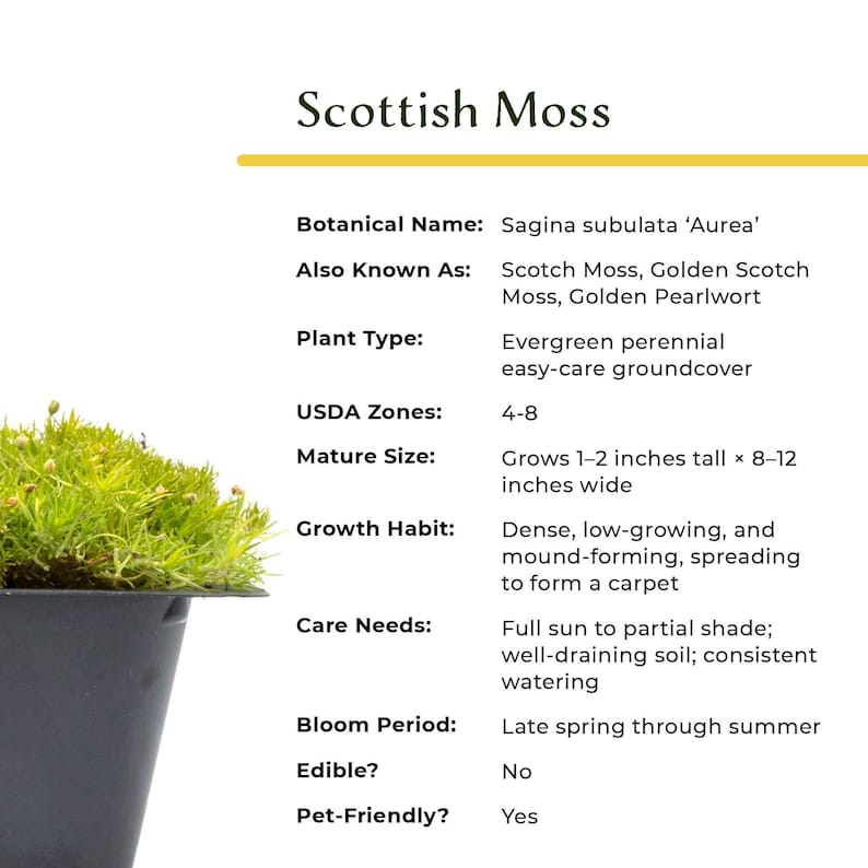 Scottish Moss (Sagina subulata 'Aurea') Low-Growth Golden Groundcover Accent With Soft Foliage and Matting Habit for Gardens & Landscaping image 11