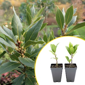 2 Bay Laurel Plants in 3.5" Cubes | Live Evergreen Culinary Herb with Aromatic Leaves for Fresh Cooking, Gardens & Pots (Laurus nobilis)