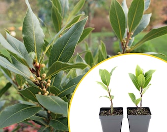 2 Bay Laurel Plants in 3.5" Cubes | Live Evergreen Culinary Herb with Aromatic Leaves for Fresh Cooking, Gardens & Pots (Laurus nobilis)