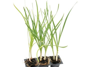 Society Garlic (Tulbaghia violacea) | Fragrant Clumping Perennial Plant with Purple Flower Clusters | Edible for Cooking, Borders & Gardens
