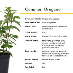 Common Oregano (Origanum vulgare) | Classic Culinary Herb Plant with Strong Aromatic Flavor | Perfect for Sauces, Seasoning, Gardens & Pots image 11