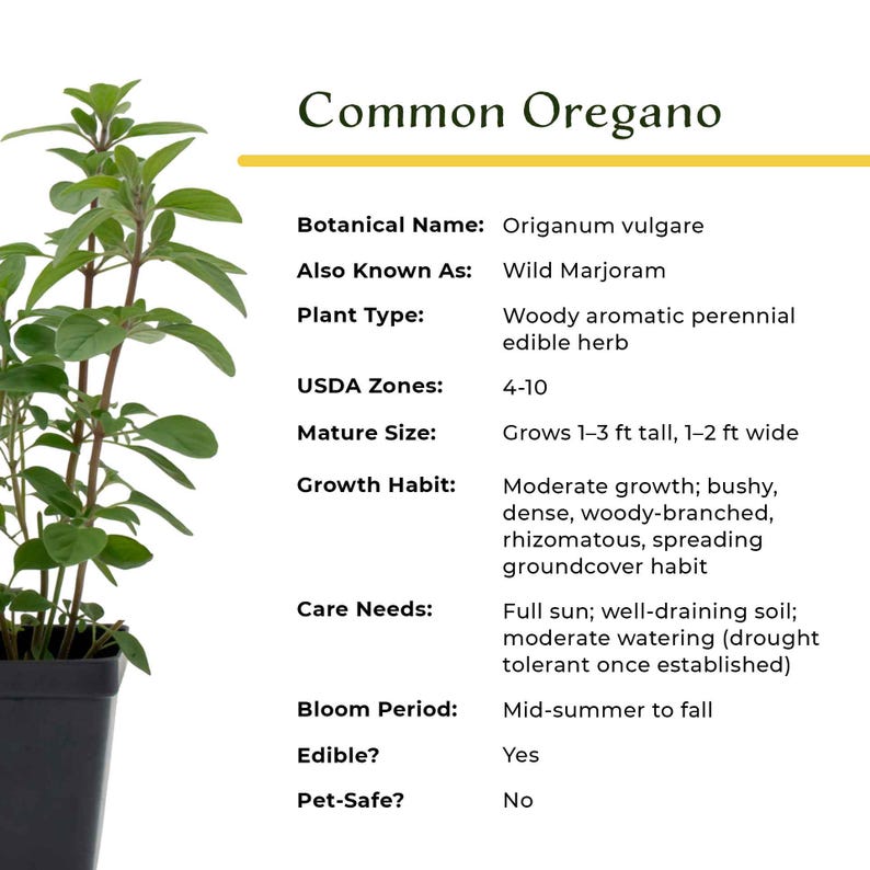 Common Oregano (Origanum vulgare) | Classic Culinary Herb Plant with Strong Aromatic Flavor | Perfect for Sauces, Seasoning, Gardens & Pots image 11